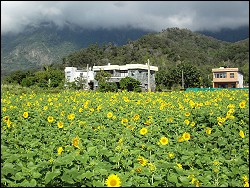 向日葵園-轄區內各稻田休耕期間種植