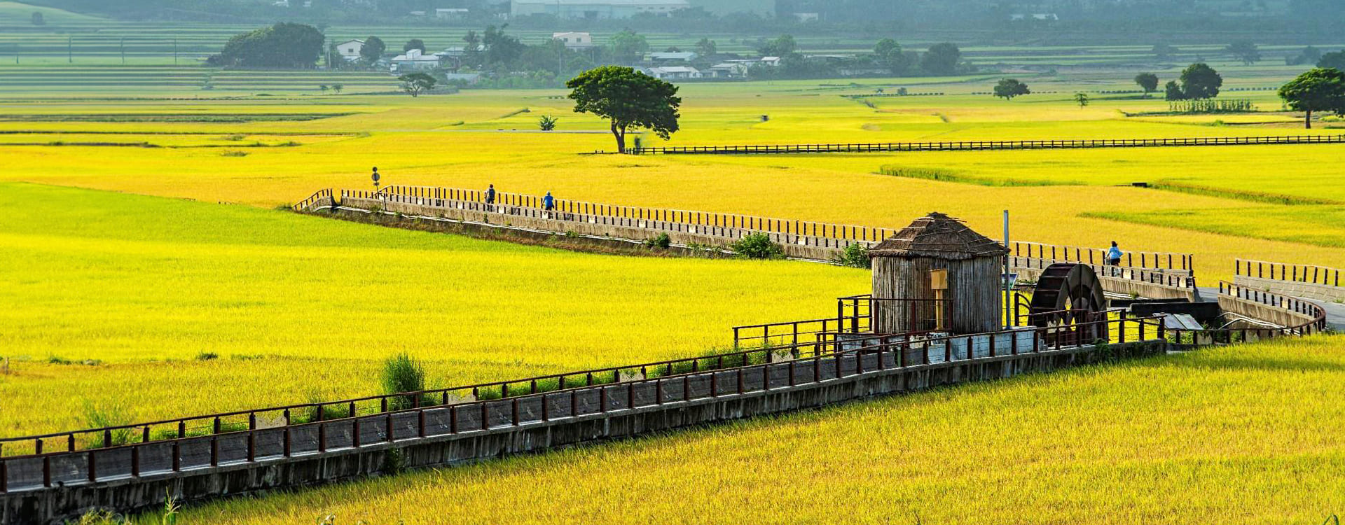 臺東管理處-池上