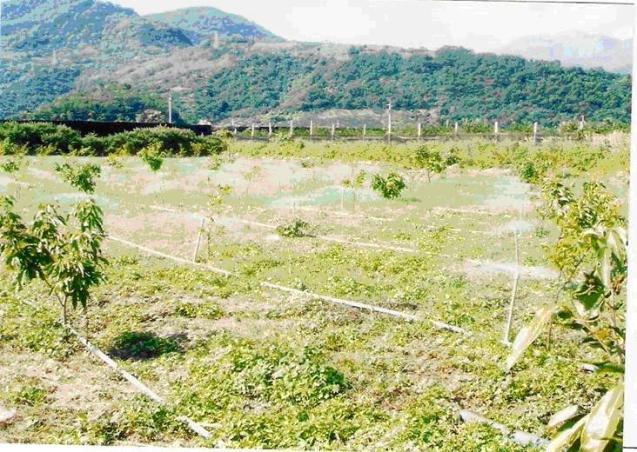 Micro-sprinkler irrigation - ground fixed type（Avocado）