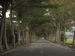 龍田綠色隧道