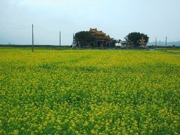 池上油菜花田